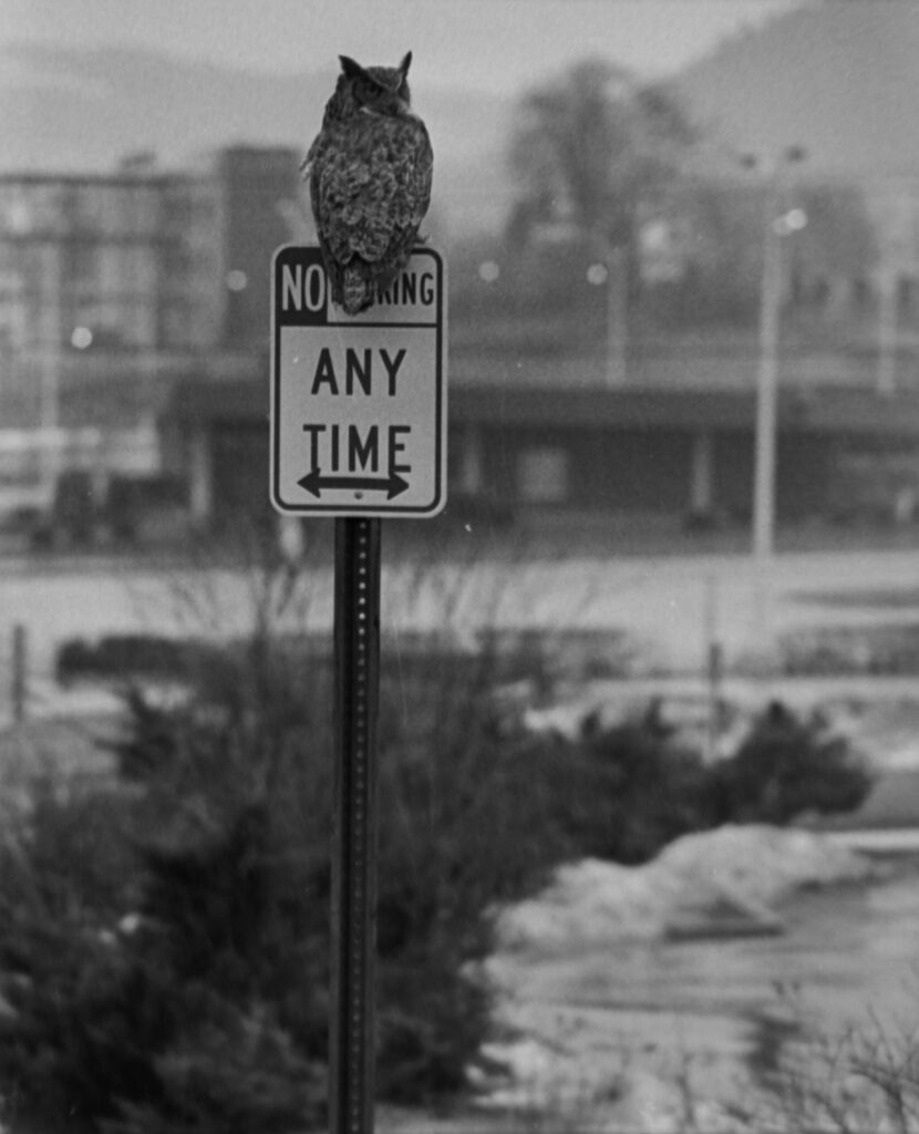 No Parking