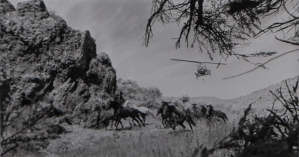 Wild Horse Helicopter Roundup